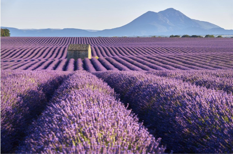 Lavendelvelden in Provence (Frankrijk) 