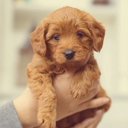 HOND OP SCHOOL:  Coaches voor HOND & BAAS